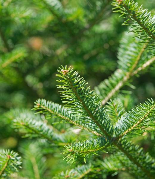 A close view of a balsam fir tree tip.