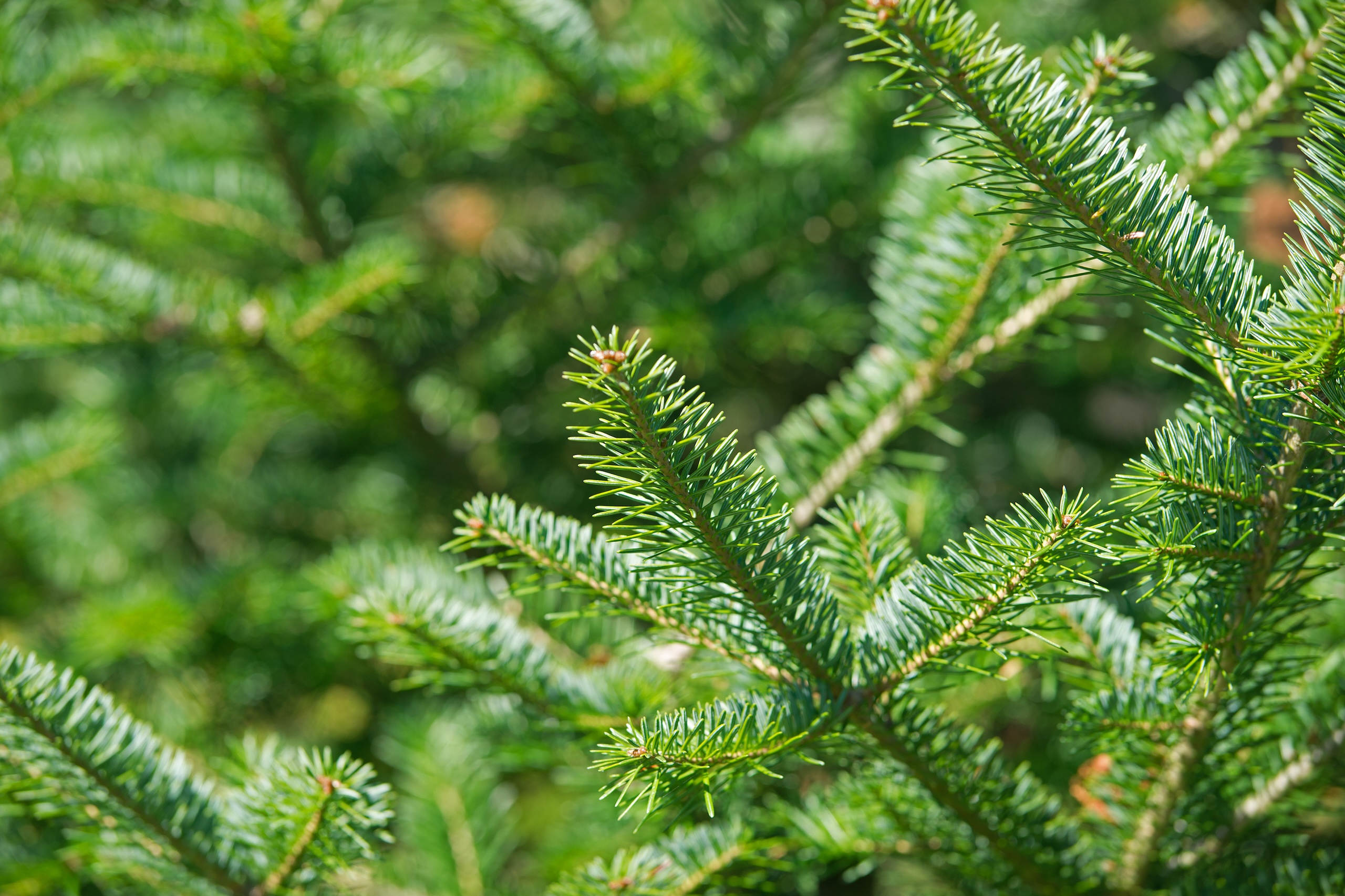 A close view of a balsam fir tree tip.